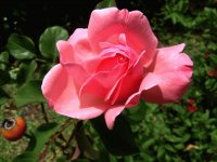 ROSA ROJA