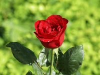 BELLA ROSA