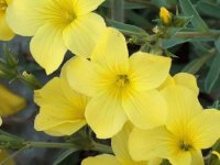 YELLOW FLAUWER