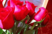 FLORES DE AMOR