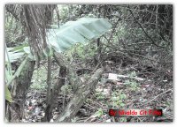 Natureza