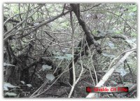 Natureza