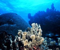 reef