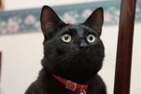Hermoso Salem