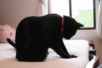 Salem
