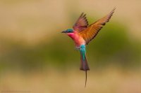 humming