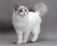 GATITU