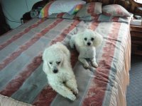 cola y ginger