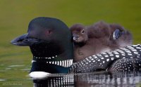 Patos