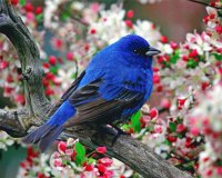 Pássaro azul