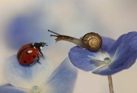 Mariquita y caracol
