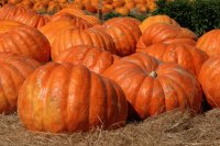 CALABAZAS