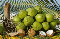COCO VERDE