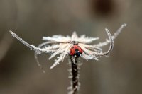 ladybug