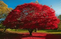 red tree