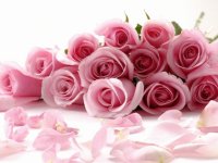 Pink Roses