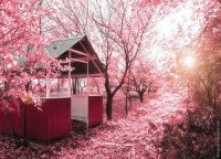 Sunny Spring