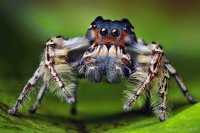 Araña