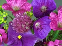 Flores