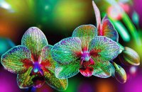 flores