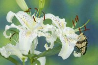 flor y mariposas