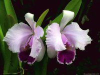 orquideas