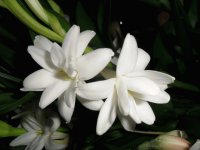 blancas