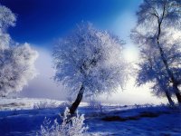 nieve