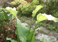 Jardin Variado