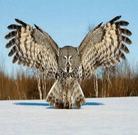Owl