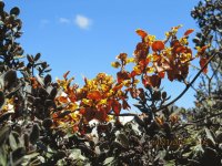 Orquideas Silvestres