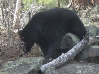 black bear
