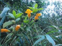flores tomates