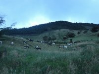 vacas pastando