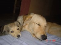 Cãos