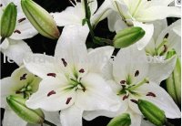 LILY