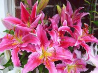 LILY2