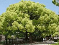 Arbol Alcanfor