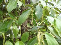 Peppar plantor