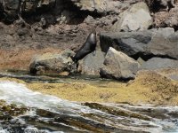 Furred Seal on Rocky Shore