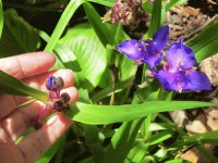 NZ Forest Flower