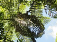 Tree Fern, NZ
