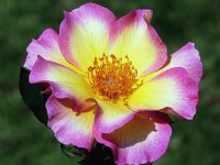 flores