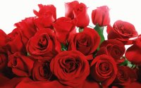 red roses