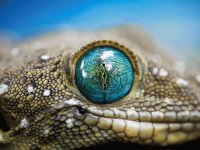 geko