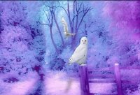 snow owl