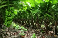 Planta de bananas