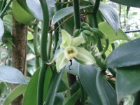 Planta de vainilla