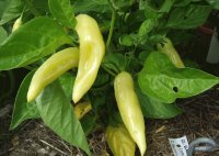 Aji verde