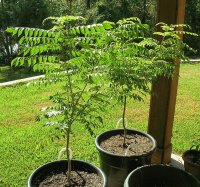 Arbol del curry